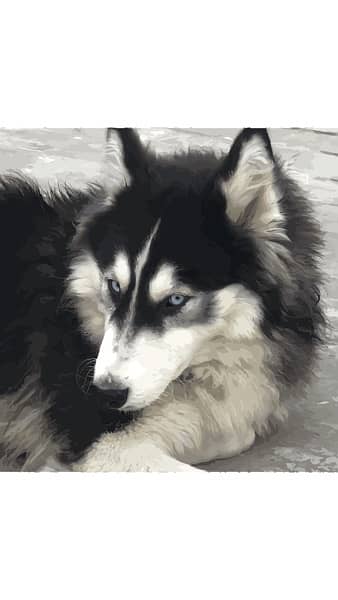 Siberian Husky male for st*d | black & white | blue eyes 11