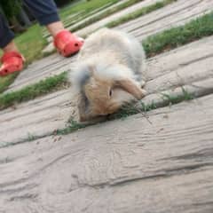 BREEDING PAIR HOLLAND LOP URGENT SALE