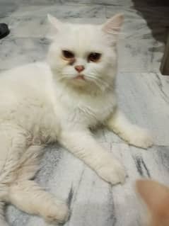 Persian cat not sale with money only exchange with other pets or birds