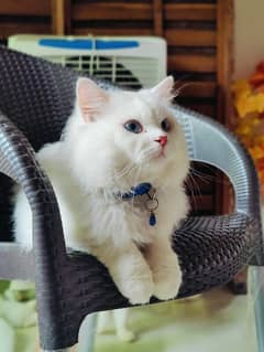 Persian blue eyes semi punch face 3 coated male available for mating