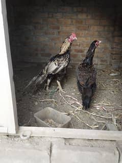 aseel jawa pair blood line best pair for sale