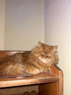 Brown double coated persian male cat