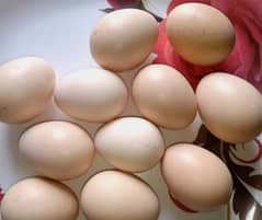 Aseel eggs