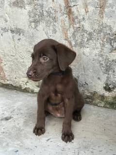 labrador puppy female for sale