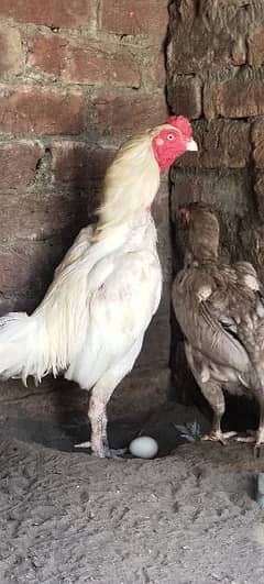 Heera aseel and hint female for sale in new Karol Mahmood booti