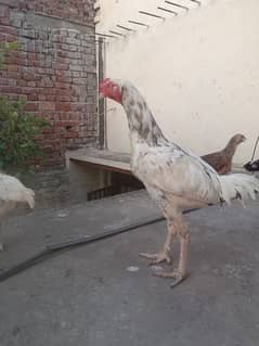 Sindhi aseel murga for home breed good aseel murga