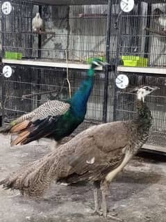 Peacocks