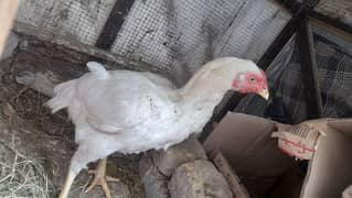 Hen