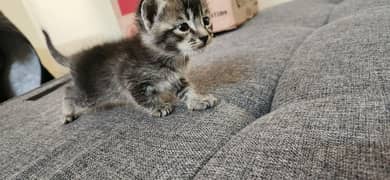 Persian Small kitten available (