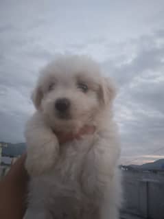 Maltese puppy