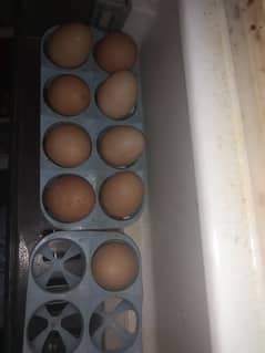 Desi eggs available han