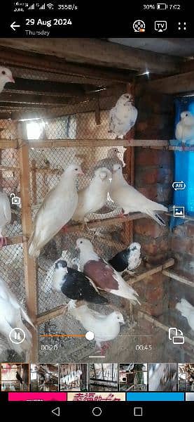 pigeons for sale at reasonable price 1