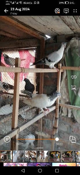 pigeons for sale at reasonable price 2