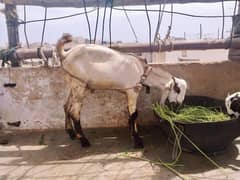 Lalpur beetal bakri