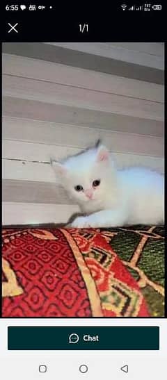 Persian Cat for sale my WhatsApp number 03238950275