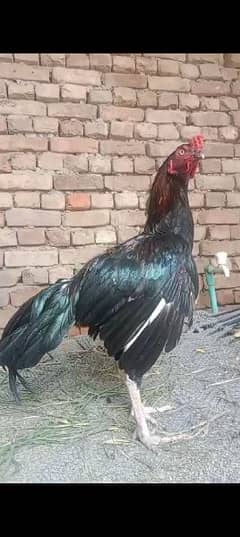 aseel lakha  male available