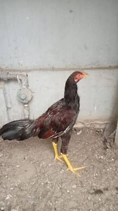 murgha for sale urgent 0