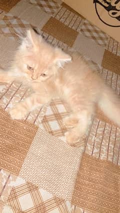 white and brown colour 2 months cat for sale