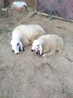 2 female sheep for sale 03180729508