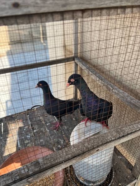 Black Danish Pigeons pair 0