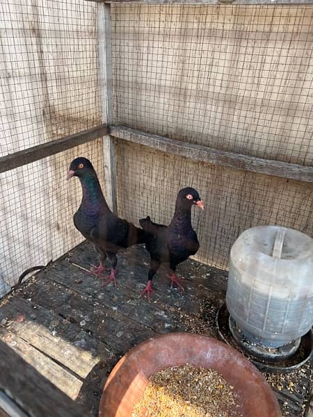 Black Danish Pigeons pair 1