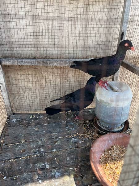 Black Danish Pigeons pair 2