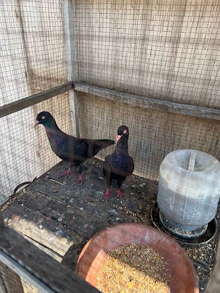 Black Danish Pigeons pair 4