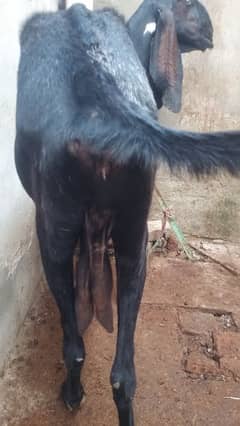 beetle female goat for sale