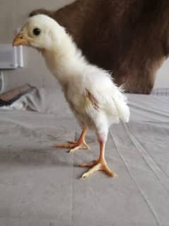 Paper White Heera Aseel 1 month chicks for sale