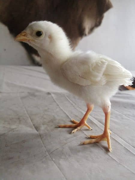 Paper White Heera Aseel 1 month chicks for sale 1