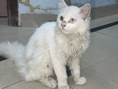 persian cat