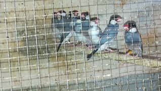 white, silver, fawn or gray java breeder pair