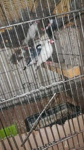 white, silver, fawn or gray java breeder pair 4