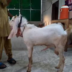 Rajan pori gulabi Bakra or desi bakri