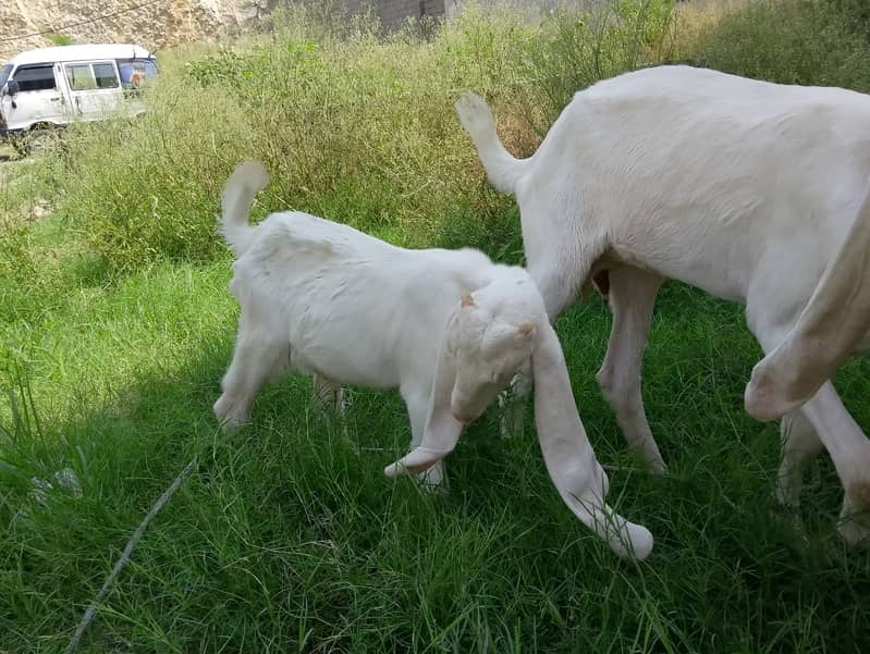 2 Goats for Sale | حاملہ ماں اور 5 ماہ کا نر بچہ | Rajnpori Breed 1