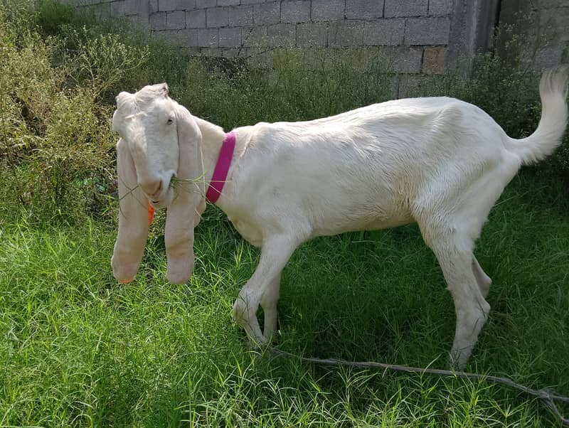 2 Goats for Sale | حاملہ ماں اور 5 ماہ کا نر بچہ | Rajnpori Breed 2