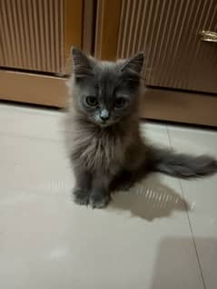 Persian grey kitten