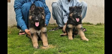 German Shepherd puppies