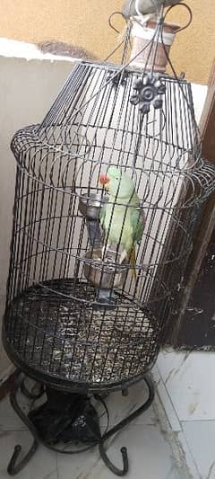 green talking raw parrot male 15 months