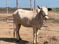 Fatehjhangi Cows for Sale   سات ماہ کی گھبن- Jhelum