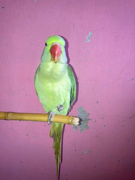 pahari parrot 1