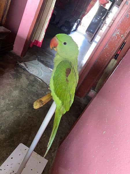 pahari parrot 3