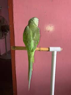 pahari parrot