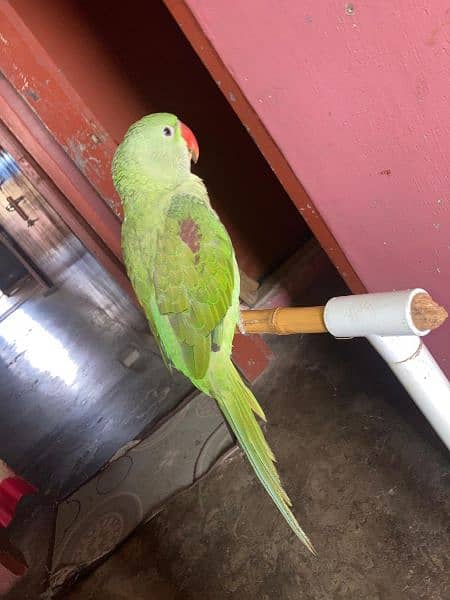 pahari parrot 5