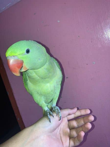 pahari parrot 6