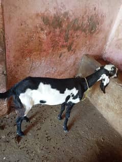 bakri 2 hai female hai