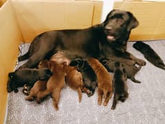 Pure Bred Labrador Puppies