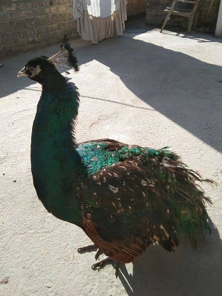 Beautiful Male Peacock (Blue Shoulder) 2