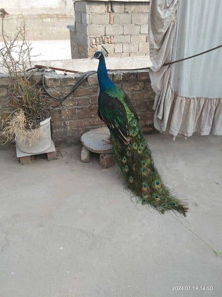 Beautiful Male Peacock (Blue Shoulder) 3