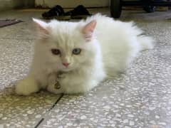 Persian Cat 0